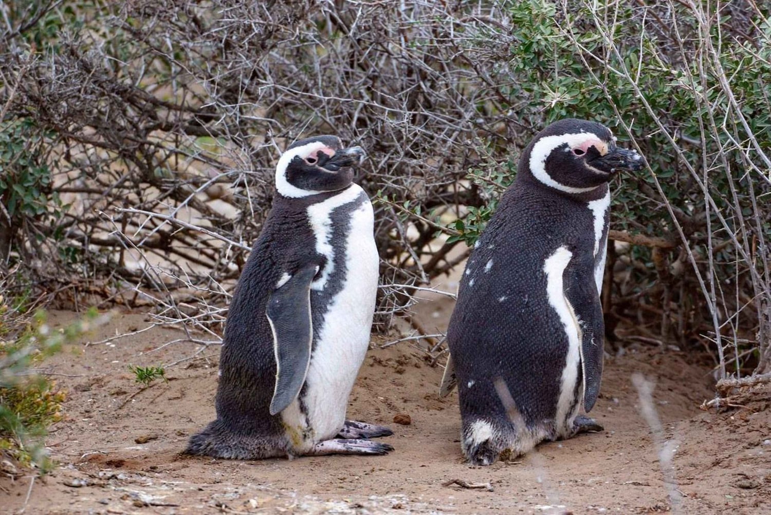 El Calafate: Monte León 4x4 Lobos y Pingüinos Excursión