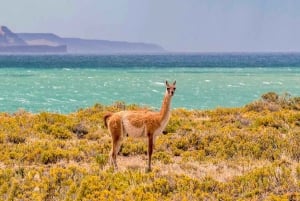 El Calafate: Monte León 4x4 Wolves and Penguins Excursion