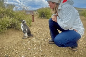 El Calafate: Monte León 4x4 Wolves and Penguins Excursion
