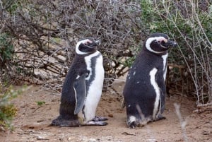 El Calafate: Monte León 4x4 Lobos y Pingüinos Excursión