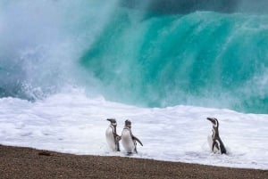El Calafate: Monte León 4x4 Lobos y Pingüinos Excursión