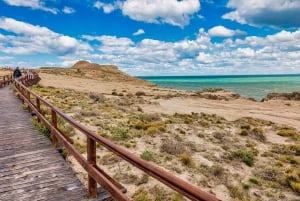 El Calafate: Monte León 4x4 Lobos y Pingüinos Excursión