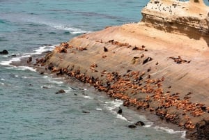 El Calafate: Monte León 4x4 Lobos y Pingüinos Excursión
