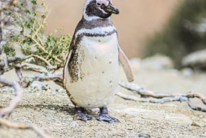 El Calafate: Monte León 4x4 Lobos y Pingüinos Excursión
