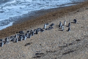 El Calafate: Monte León 4x4 Lobos y Pingüinos Excursión
