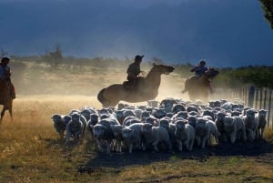 El Calafate: Estancia Nibepo Aike con Cabalgata