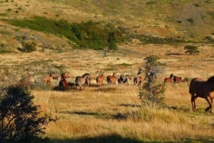 El Calafate: Estancia Nibepo Aike con Cabalgata