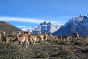 El Calafate-pakke: Torres del Paine+Perito Moreno-gletsjeren