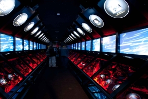 Эль-Калафате: ледник Перито-Морено, круиз на лодке и ледник