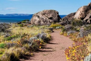 El Calafate : Réserve de Punta Walichu avec déjeuner et transfert