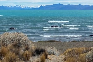 El Calafate: Archäologisches Reservat Punta Walichu