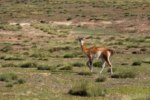 SAFARI EXPERIENCE - VILLIELÄIMET JA AROKSET