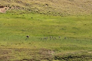 SAFARI EXPERIENCE - VILLIELÄIMET JA AROKSET