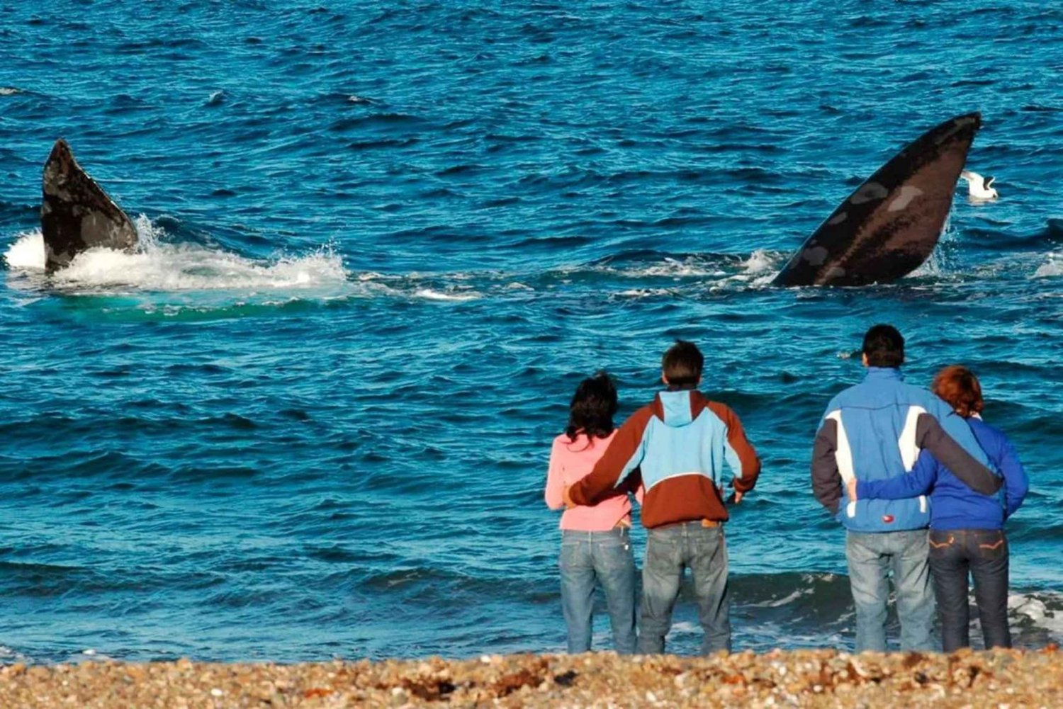 El Doradillo : visite privative d'observation de baleines depuis la terre