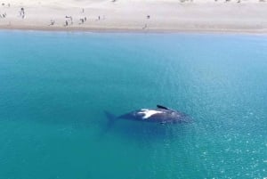 El Doradillo : visite privative d'observation de baleines depuis la terre