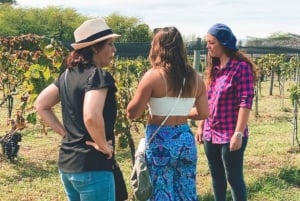 Enjoy a Rural Experience in a Vineyard near Buenos Aires