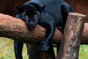 Iguazu Falls Private Day Tour: Brazil+Argentina +Boat Option