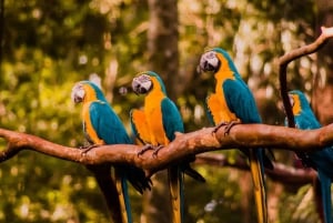 Verken de watervallen, het vogelpark en de safari in Macuco