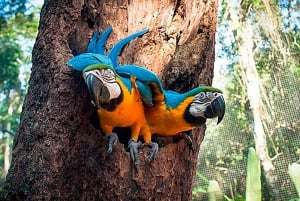 Verken de watervallen, het vogelpark en de safari in Macuco