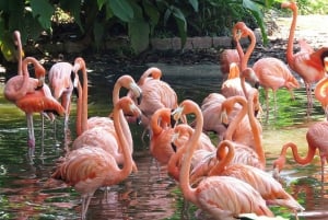 Verken de watervallen, het vogelpark en de safari in Macuco