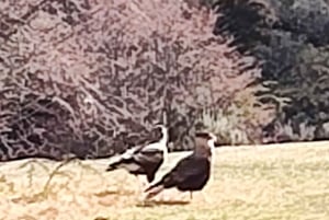 PARCO NAZIONALE DELLA TERRA DEL FUOCO E TRENO DELLA FINE DEL MONDO