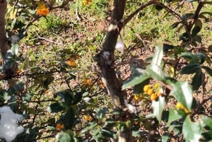 PARCO NAZIONALE DELLA TERRA DEL FUOCO E TRENO DELLA FINE DEL MONDO