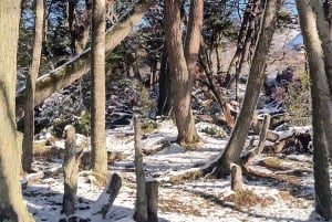 PARCO NAZIONALE DELLA TERRA DEL FUOCO E TRENO DELLA FINE DEL MONDO