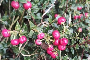 PARCO NAZIONALE DELLA TERRA DEL FUOCO E TRENO DELLA FINE DEL MONDO