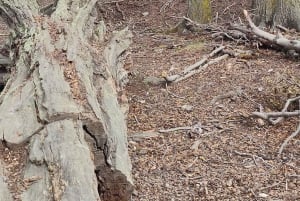 PARCO NAZIONALE DELLA TERRA DEL FUOCO E TRENO DELLA FINE DEL MONDO