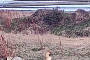 PARCO NAZIONALE DELLA TERRA DEL FUOCO E TRENO DELLA FINE DEL MONDO