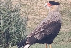 PARCO NAZIONALE DELLA TERRA DEL FUOCO E TRENO DELLA FINE DEL MONDO