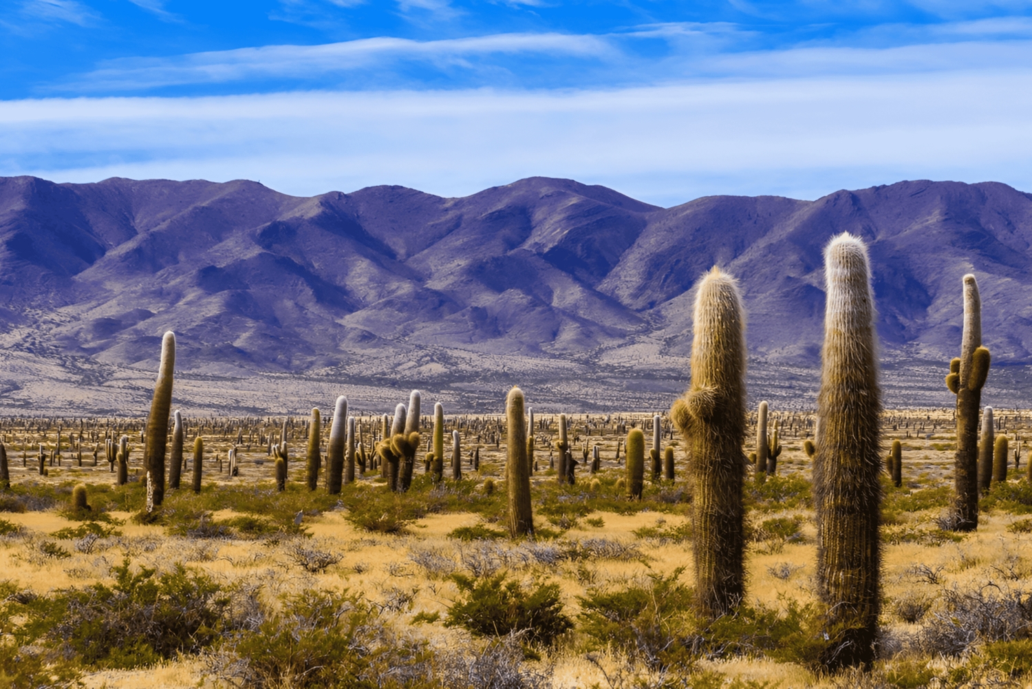 Flavors of Altitude, experience Cachi and Hornocal in 2 days