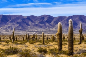 Flavors of Altitude, experience Cachi and Hornocal in 2 days