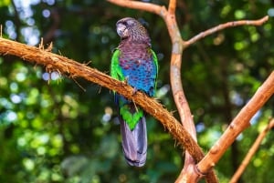Foz de Iguazú: Experiencia en el Parque de las Aves