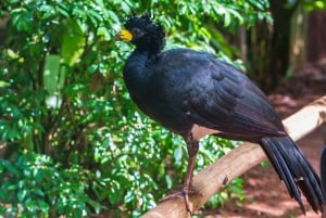 Foz do Iguaçu: Bird Park Experience
