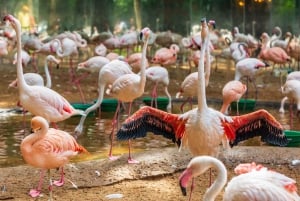 Foz do Iguaçu: Bird Park Experience