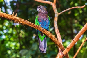 Foz do Iguacu: Brazilian Side of Iguacu Falls and Bird Park