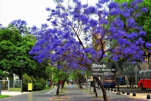 Free Tour: Getting to know Buenos Aires through its theatrical history