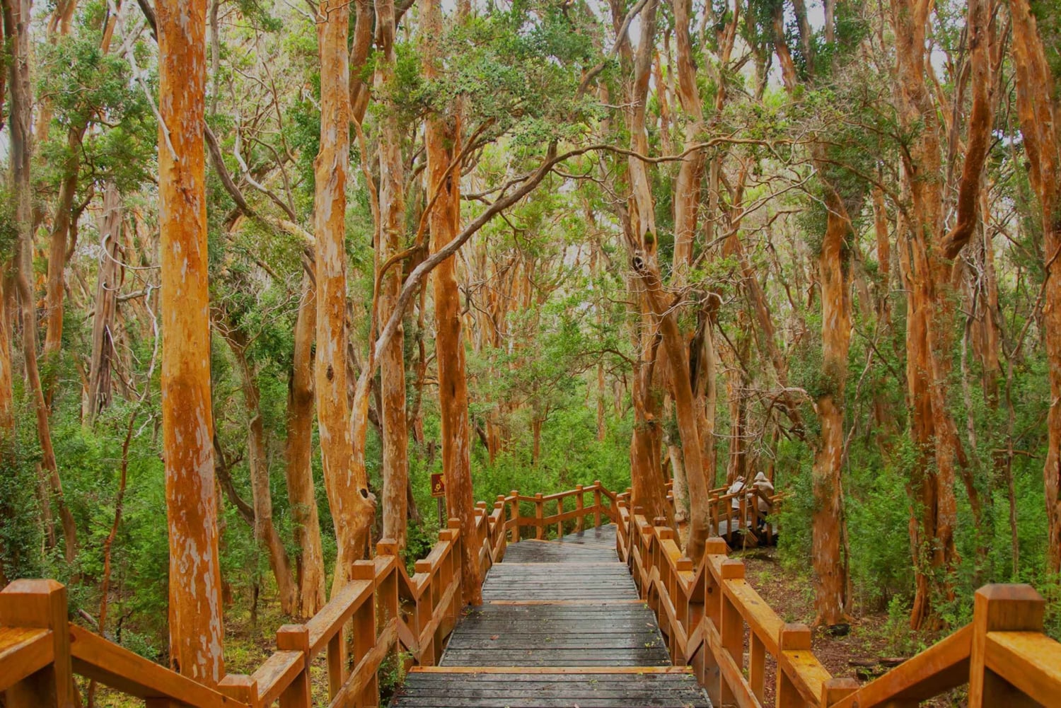 Från Bariloche: Båttur till Victoria Island och Myrtle Forest