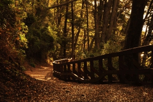 Från Bariloche: Båttur till Victoria Island och Myrtle Forest