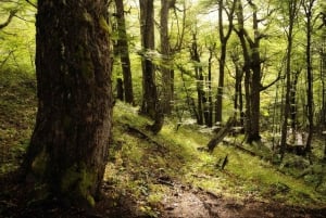 Desde Bariloche: Excursión a la Isla Victoria y al Bosque de Arrayanes