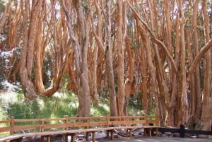 Desde Bariloche: Excursión a la Isla Victoria y al Bosque de Arrayanes