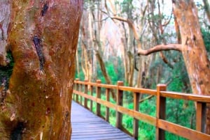 Desde Bariloche: Excursión a la Isla Victoria y al Bosque de Arrayanes