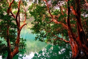 Desde Bariloche: Excursión a la Isla Victoria y al Bosque de Arrayanes