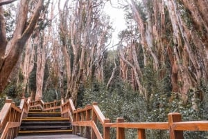Desde Bariloche: Excursión a la Isla Victoria y al Bosque de Arrayanes