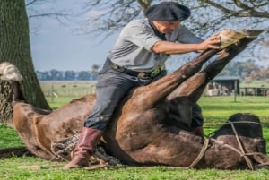 Från Buenos Aires: El Ombú de Areco med transfer