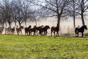 Desde Buenos Aires: El Ombú de Areco con traslado