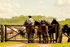 De Buenos Aires: Excursão de um dia a um rancho e a um gaúcho