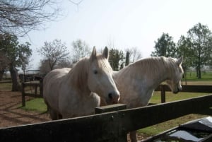 Von Buenos Aires aus: San Antonio de Areco Tagestour