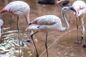 Da Buenos Aires: Tour dello zoo di Temaiken con biglietto incluso